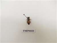 藏品(義大利蜂)的圖片